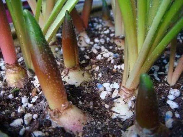 图解 葡萄风信子种球上盆方法 图片