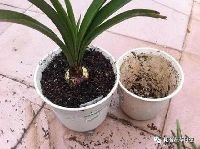 不懂得上盆 松盆 换盆这些事 你怎么说自己会养花