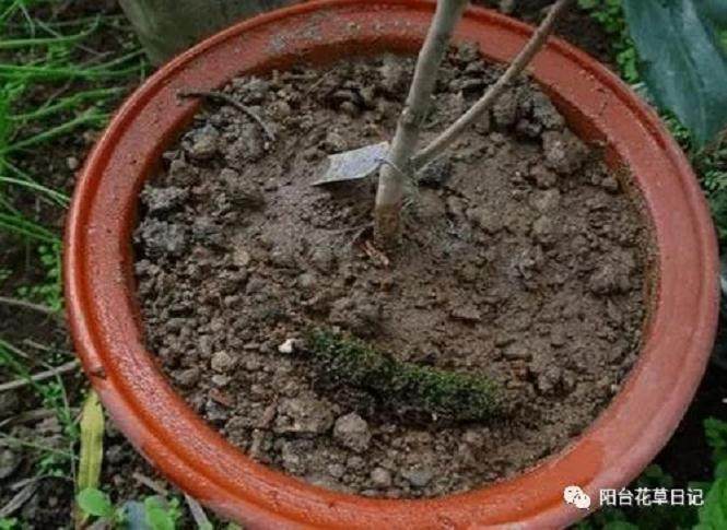 不懂得上盆 松盆 换盆这些事 你怎么说自己会养花