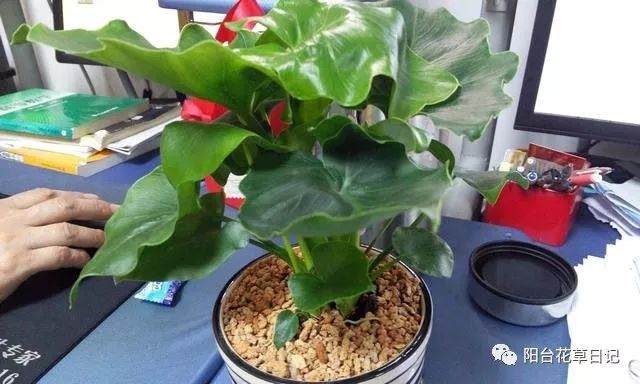 不懂得上盆 松盆 换盆这些事 你怎么说自己会养花