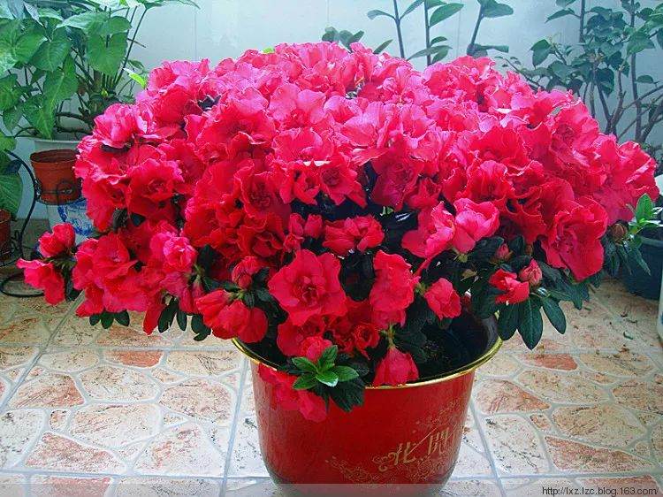 新买回来的杜鹃花盆景如何上盆养护？