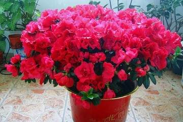 新买回来的杜鹃花盆景如何上盆养护