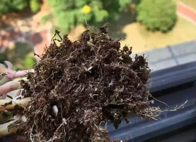 上盆多年的多肉植物 竟然停止生长了