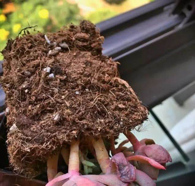 上盆多年的多肉植物 竟然停止生长了
