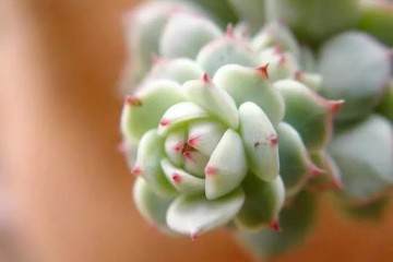 上盆多年的多肉植物 竟然停止生长了