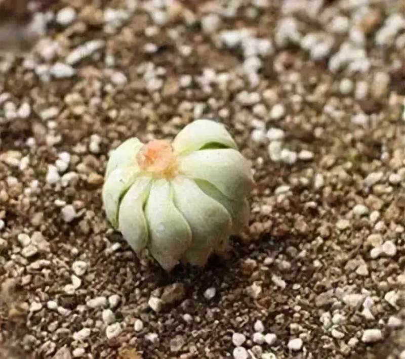 上盆多年的多肉植物 竟然停止生长了