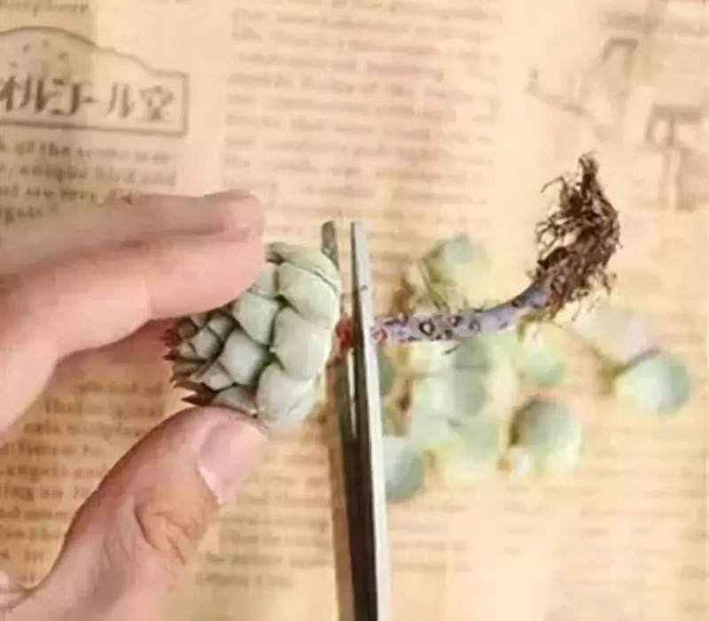 上盆多年的多肉植物 竟然停止生长了