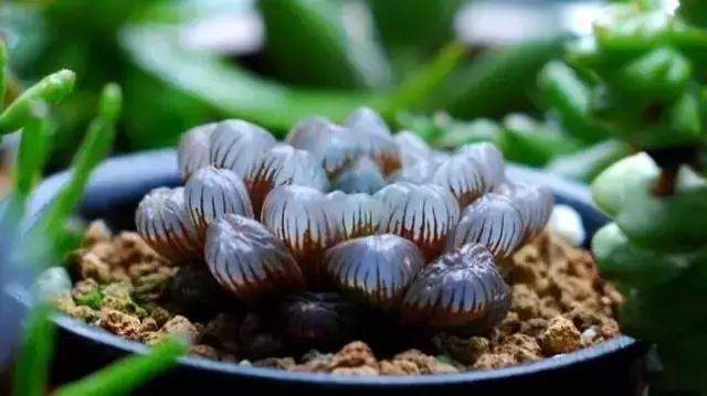 只有这样上盆 多肉才不会挂的