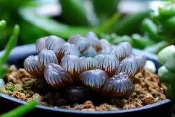 只有这样上盆 多肉才不会挂的方法