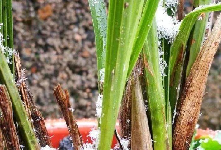 春兰上盆后遇到雨雪天气被冻了 该怎么办？