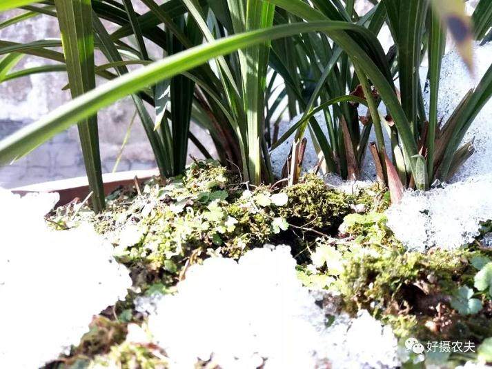 春兰上盆后遇到雨雪天气被冻了 该怎么办？