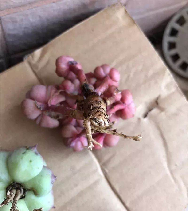 多肉上盆 修根要狠心 晾根有耐心 根才壮 肉才肥