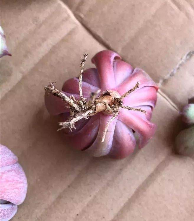 多肉上盆 修根要狠心 晾根有耐心 根才壮 肉才肥
