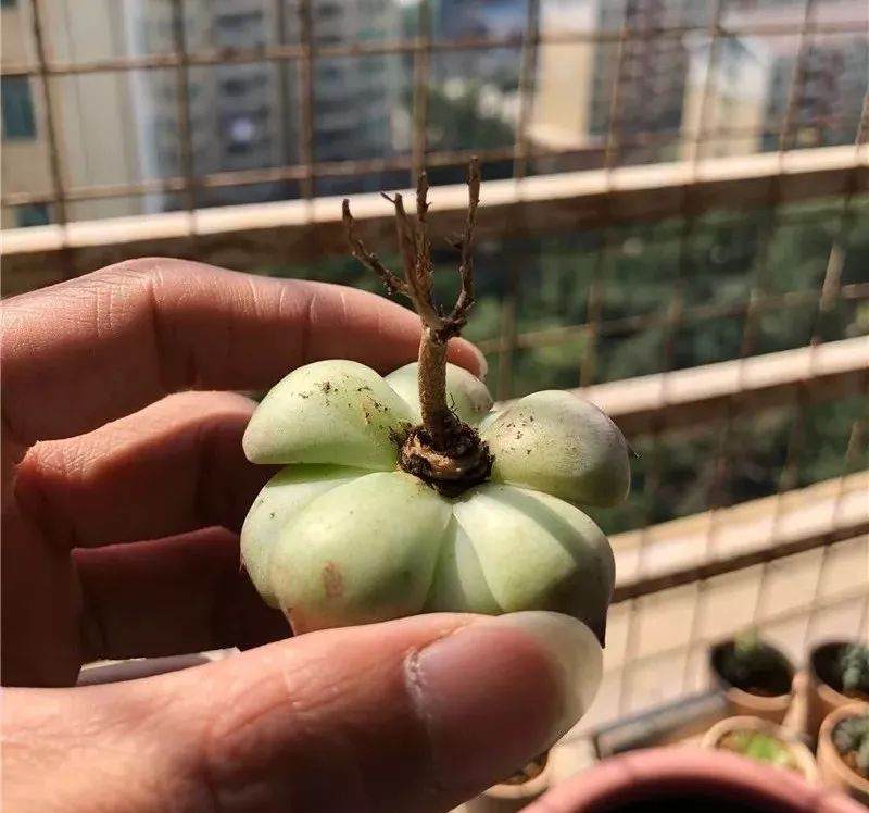 多肉上盆 修根要狠心 晾根有耐心 根才壮 肉才肥