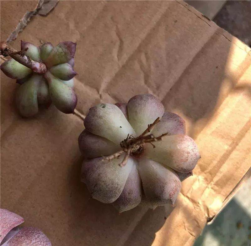 多肉上盆 修根要狠心 晾根有耐心 根才壮 肉才肥