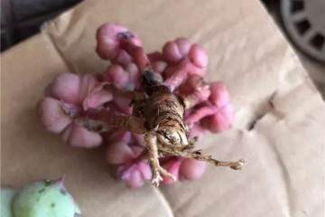 多肉上盆 修根要狠心 晾根有耐心 根才壮 肉才肥