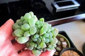 玉露多肉在上盆步骤加后期养护 图片