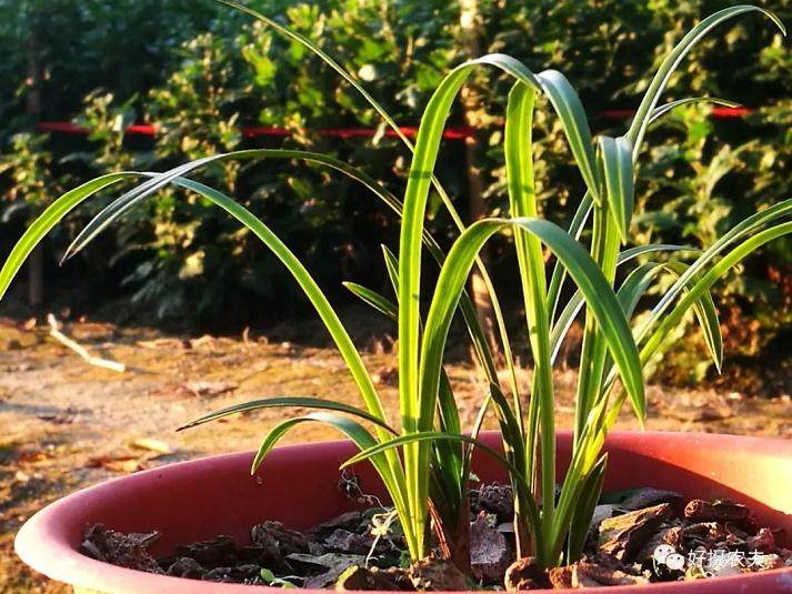 下山兰上盆后 多长时间才能施肥?