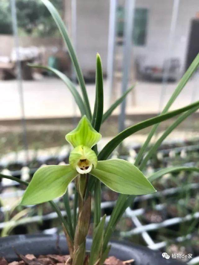 刚上盆才两周的兰花 芦头有些点枯是什么原因?