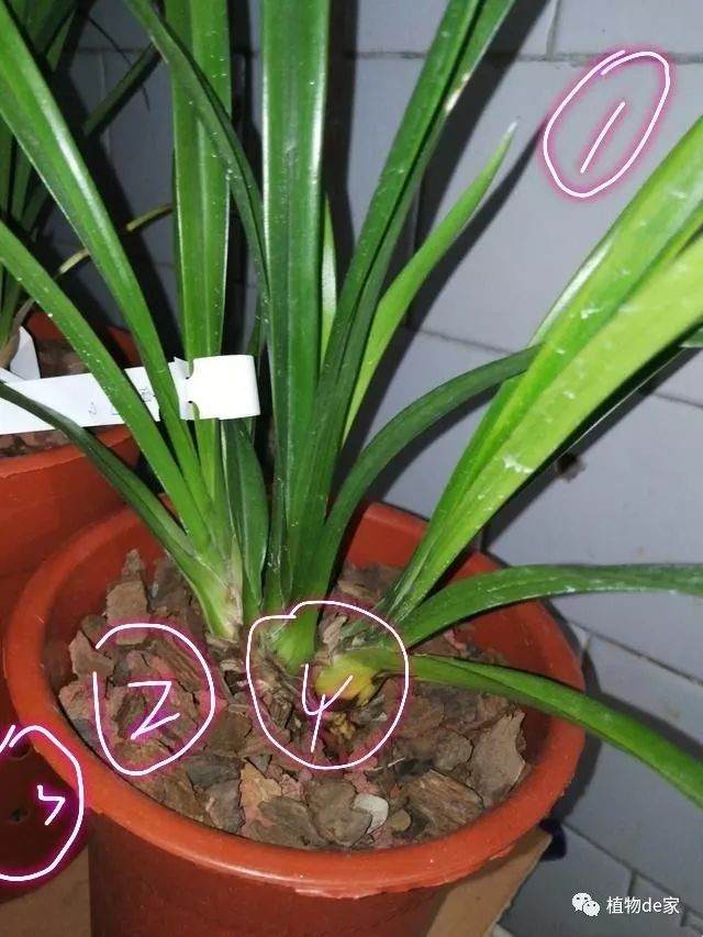 刚上盆才两周的兰花 芦头有些点枯是什么原因?