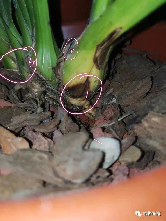 刚上盆才两周的兰花 芦头有些点枯是什么原因?