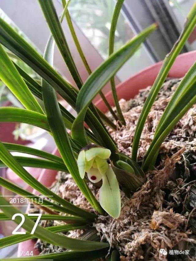 刚上盆才两周的兰花 芦头有些点枯是什么原因?