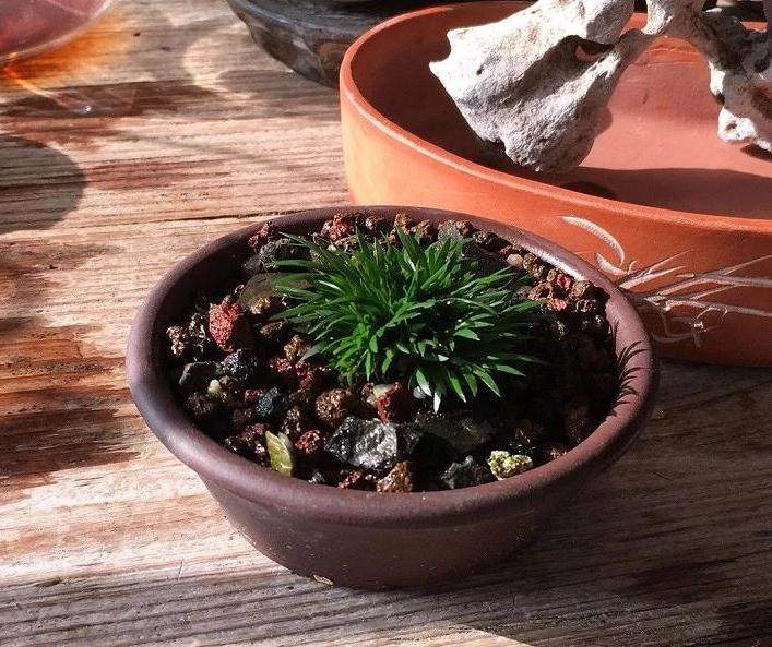 图解 菖蒲盆景怎么配石上盆的9个过程