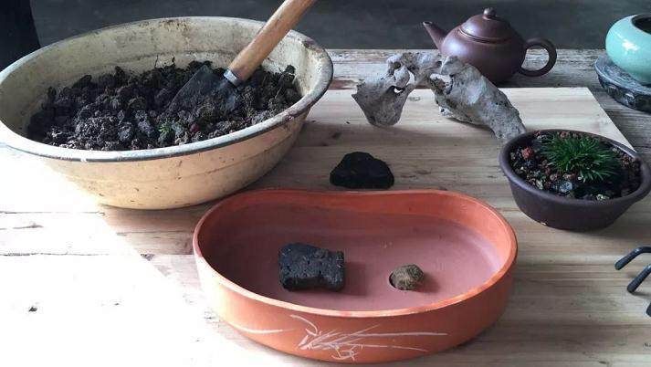 图解 菖蒲盆景怎么配石上盆的9个过程