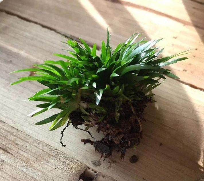 图解 菖蒲盆景怎么配石上盆的9个过程