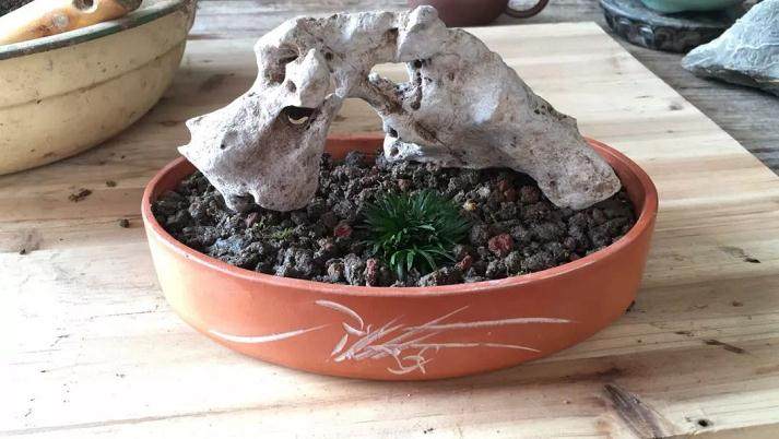 图解 菖蒲盆景怎么配石上盆的9个过程