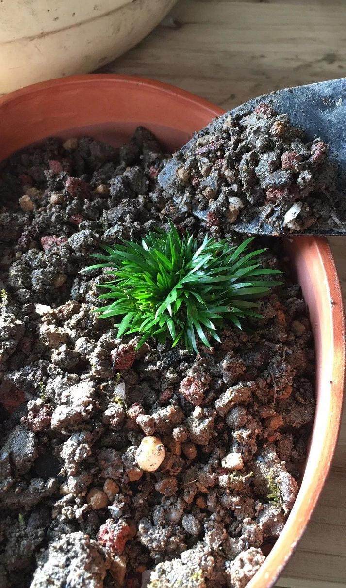 图解 菖蒲盆景怎么配石上盆的9个过程