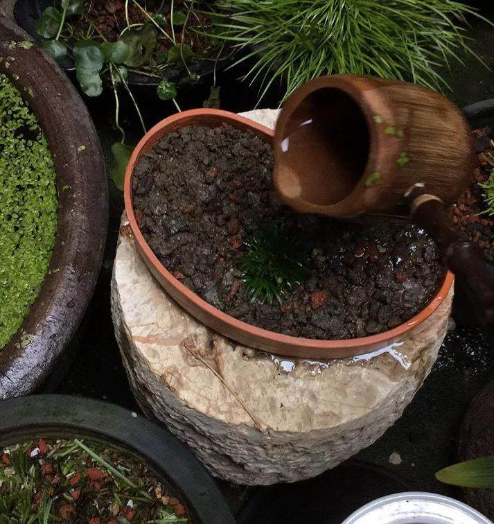 图解 菖蒲盆景怎么配石上盆的9个过程