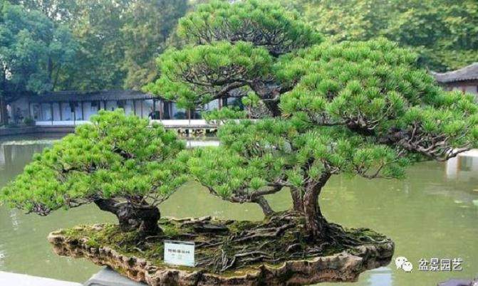 松树盆景的采挖及上盆的经验 如何制作松树盆景？