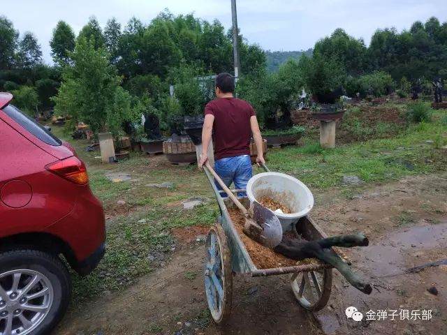 图解 金弹子盆景怎么用锯木面直接上盆的方法