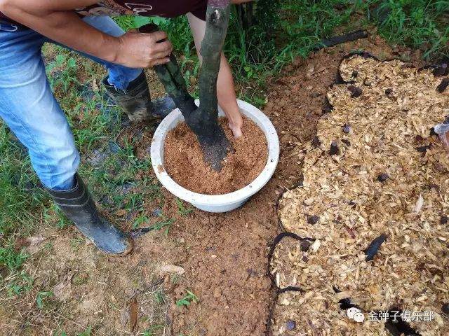 图解 金弹子盆景怎么用锯木面直接上盆的方法