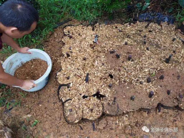 图解 金弹子盆景怎么用锯木面直接上盆的方法