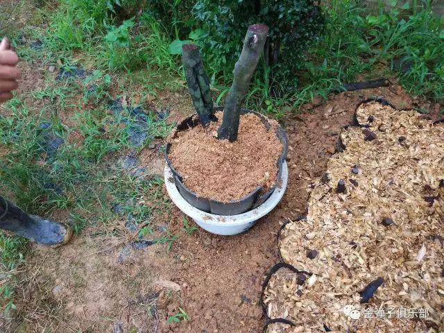 图解 金弹子盆景怎么用锯木面直接上盆的方法