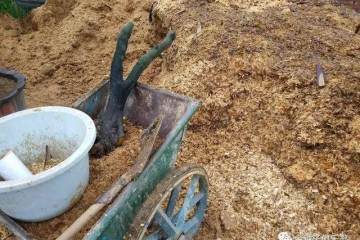 图解 金弹子盆景怎么用锯木面直接上盆的方法