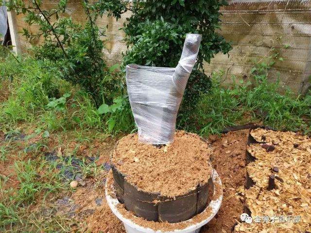 图解 金弹子盆景怎么用锯木面直接上盆的方法