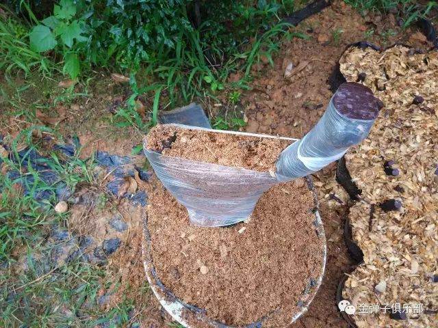 图解 金弹子盆景怎么用锯木面直接上盆的方法