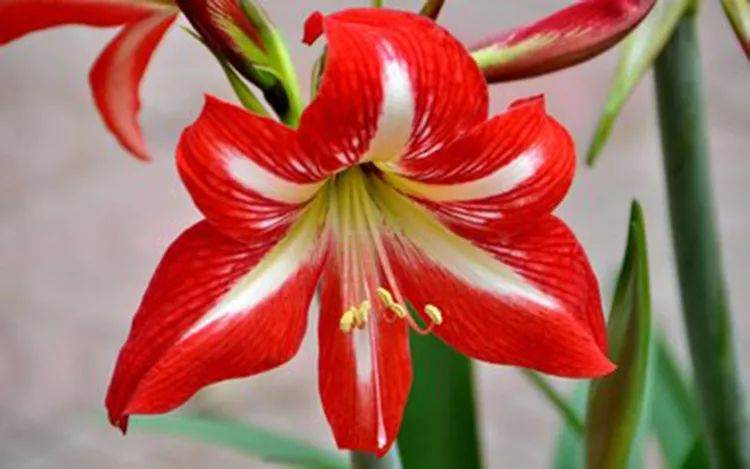 朱顶红种球上盆的时候需要注意以下几个方面