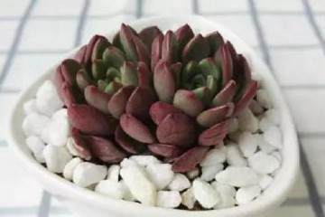 多肉上盆 如果让多肉服盆快速生长 要注意这2点