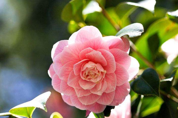 冬天想赏花?选这种养上盆 入冬花苞呼呼窜满枝!