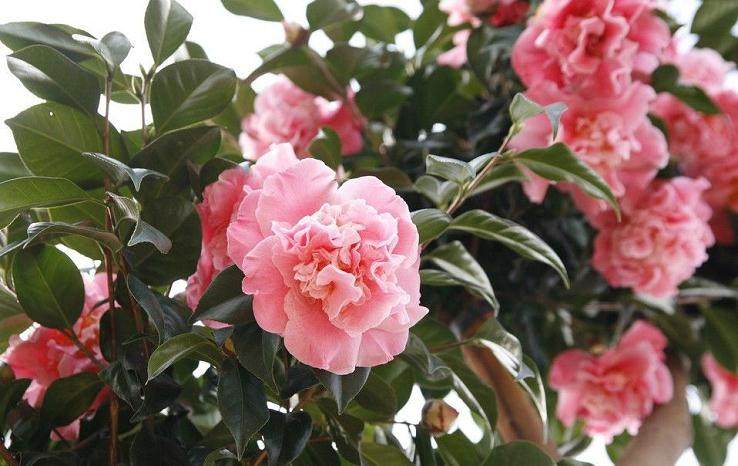 冬天想赏花?选这种养上盆 入冬花苞呼呼窜满枝!