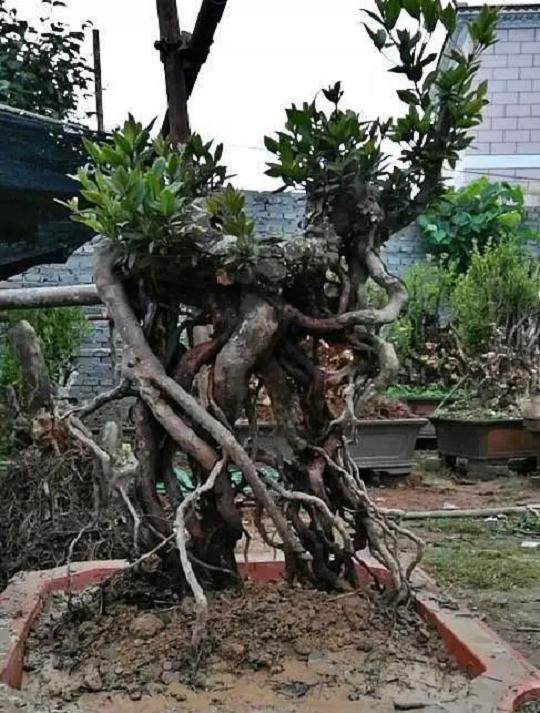 大爷花10年提根映山红盆景 上盆后价格翻倍涨