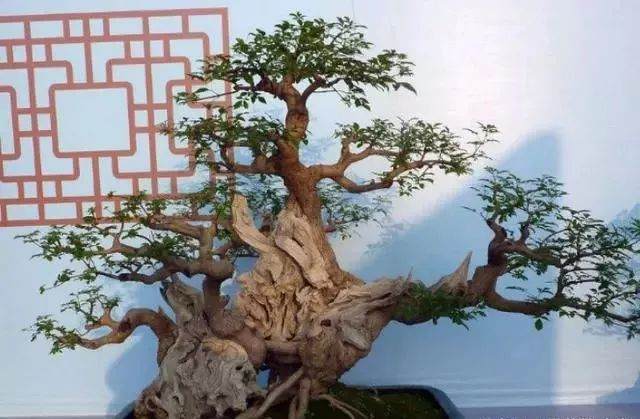 <em></em>
树桩盆景的上盆的时间常在<a href=