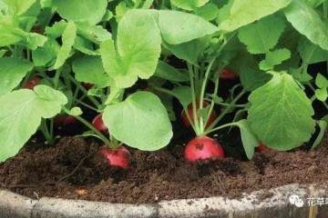 樱桃小萝卜盆栽的种植养护 图片