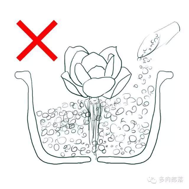 图解各种不同的网购裸根多肉的上盆方法