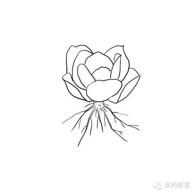 图解各种不同的网购裸根多肉的上盆方法