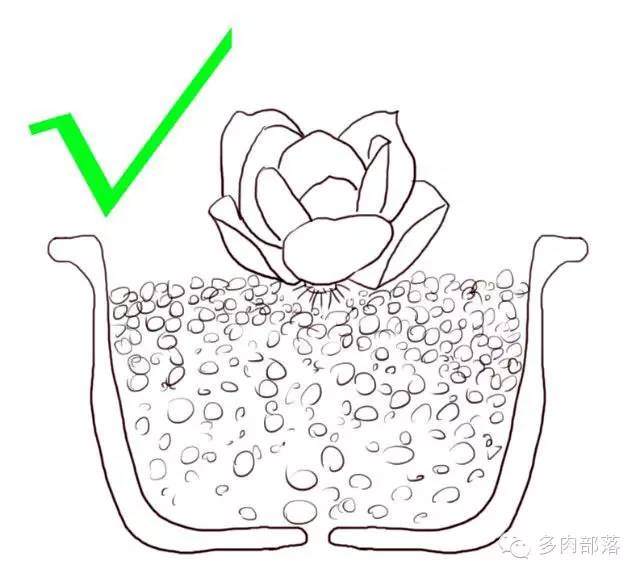 图解各种不同的网购裸根多肉的上盆方法